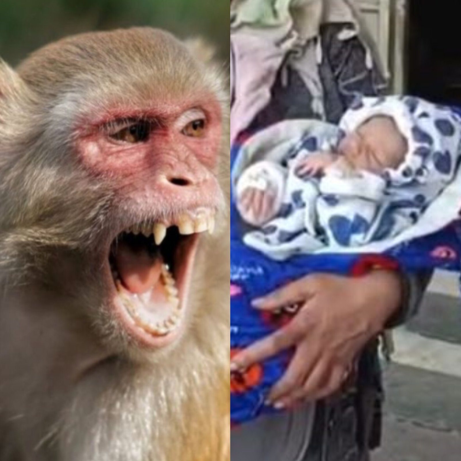 मां की गोद से 15 दिन की मासूम को झपट कर कुएं में फेंका,डायपर’ ने लाइफ जैकेट बनकर बचाई जान!