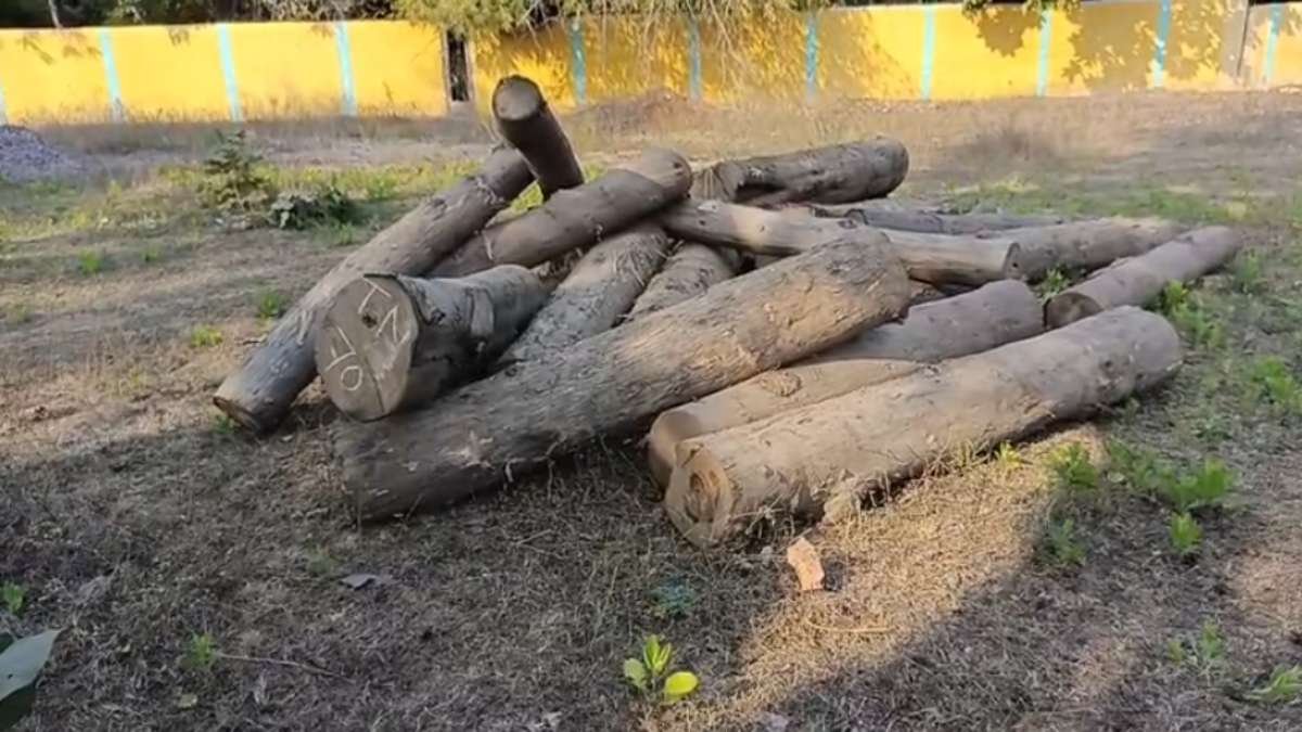 Balod में ‘पुष्पा’ स्टाइल तस्करी: जंगलों से सागौन चोरी कर नदी में बहाया, वन विभाग ने जब्त किया लाखों का माल