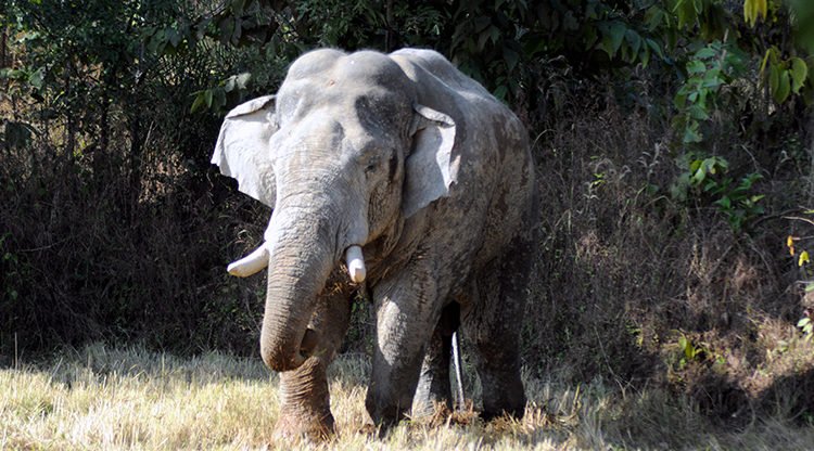 Jharkhand में हाथी का आतंक: झोपड़ियों पर हमला, बच्चों-महिलाओं समेत 7 की दर्दनाक मौत