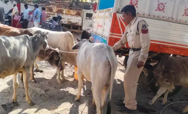 पशु तस्करी पर Raigarh Police का सर्जिकल स्ट्राइक,  ओडिशा ले जा रहे 3 तस्कर रंगेहाथ गिरफ्तार